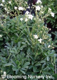 Potentilla tridentata